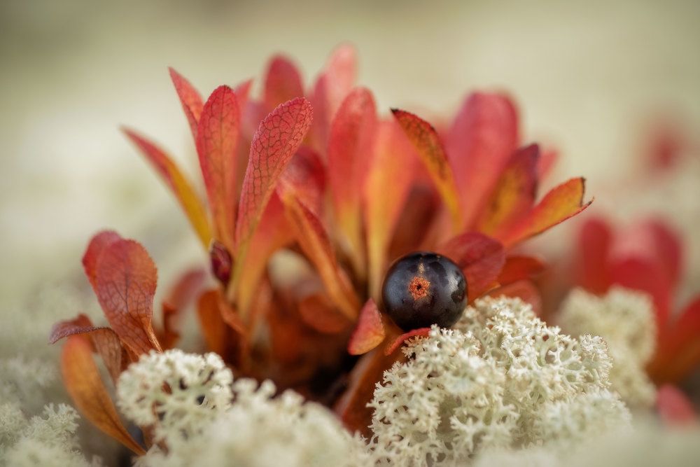 Photograph by Марина Зборацкая