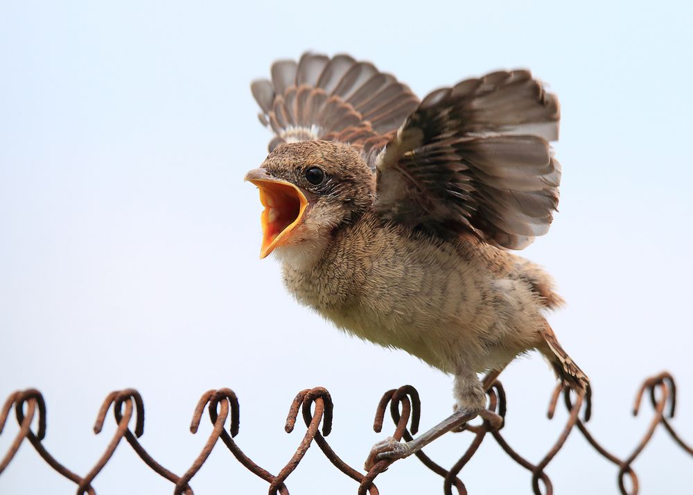 Разойдись! Я иду!