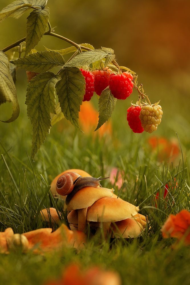 Босиком по грибной полянке