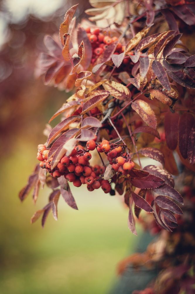 Фотография автора Александр Черепанов