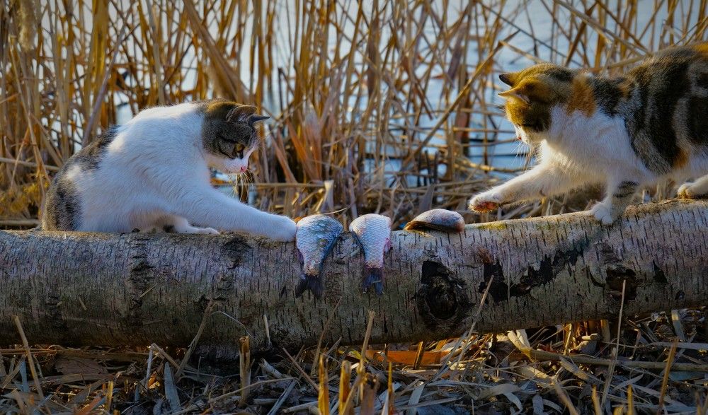 Photograph by Оксана Архипова