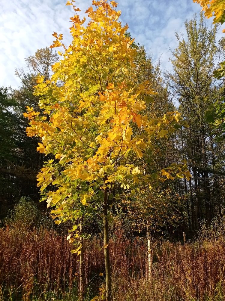 Фотография автора Natalia Khodina