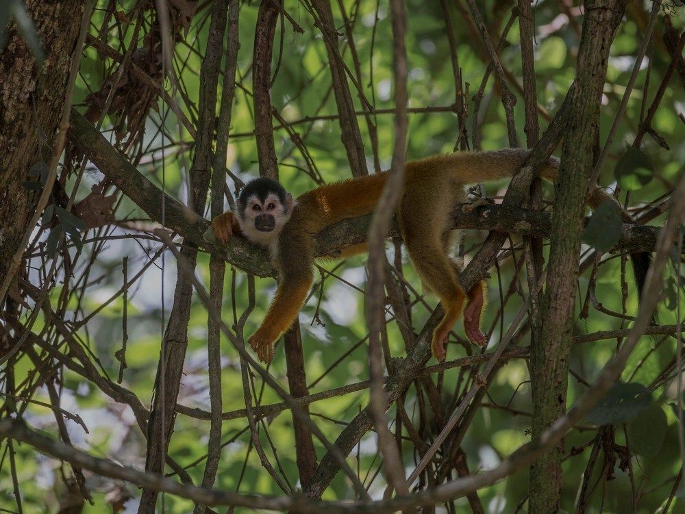 Фотография автора Oskars Smelins