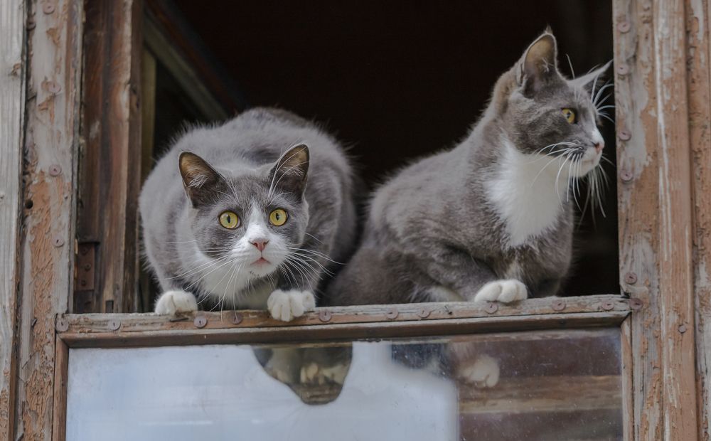 Фотография автора Евгений Печенин