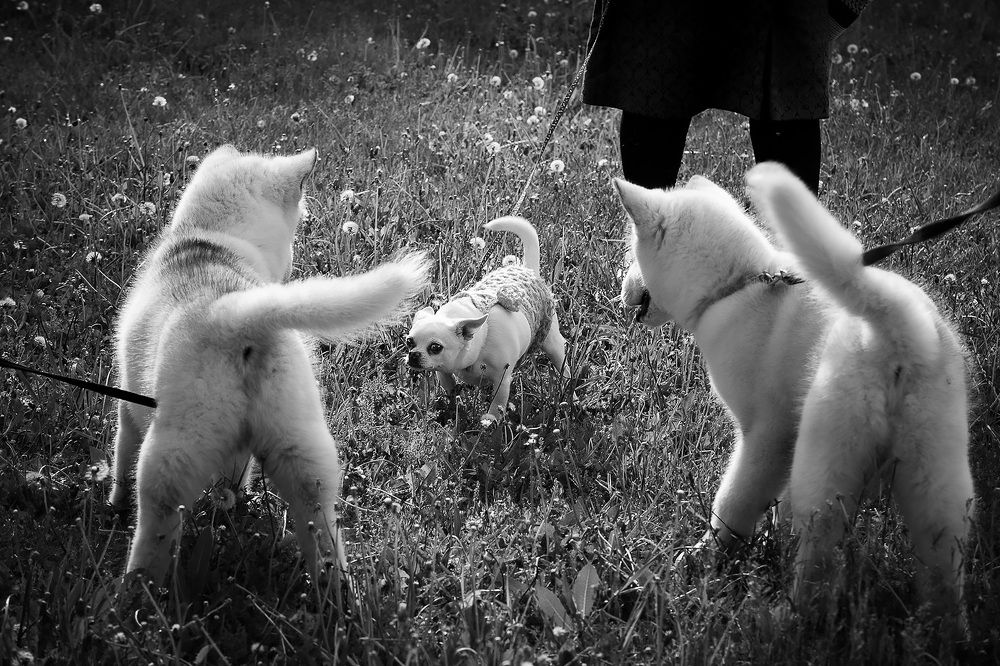 Photograph by Галина Полищук