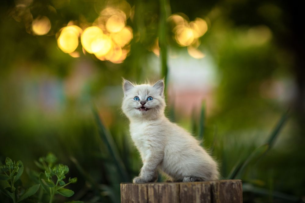 Photograph by Коротун Юрий