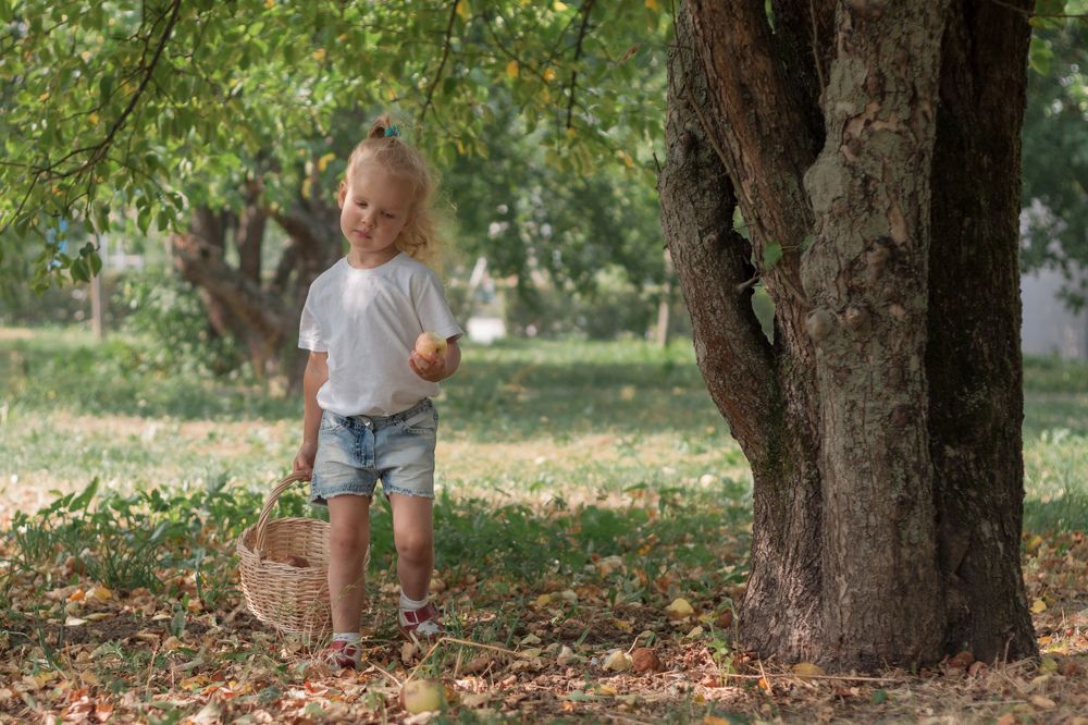 Сбор яблок в саду