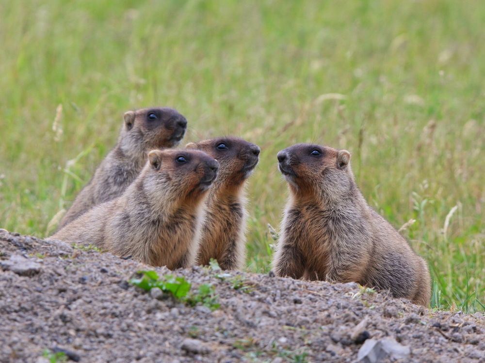 Букет сурков