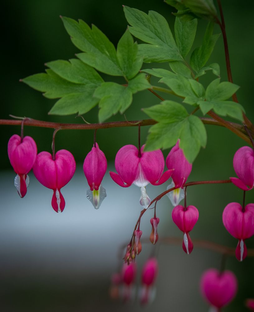 Photograph by Ирина Крепак