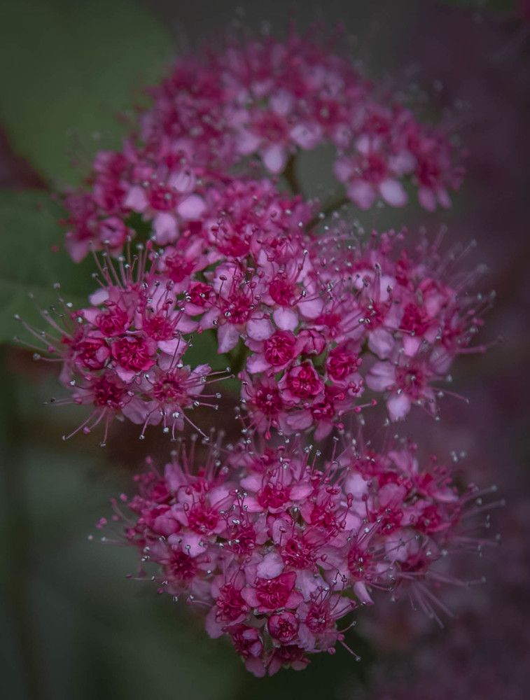 Photograph by Ирина Крепак