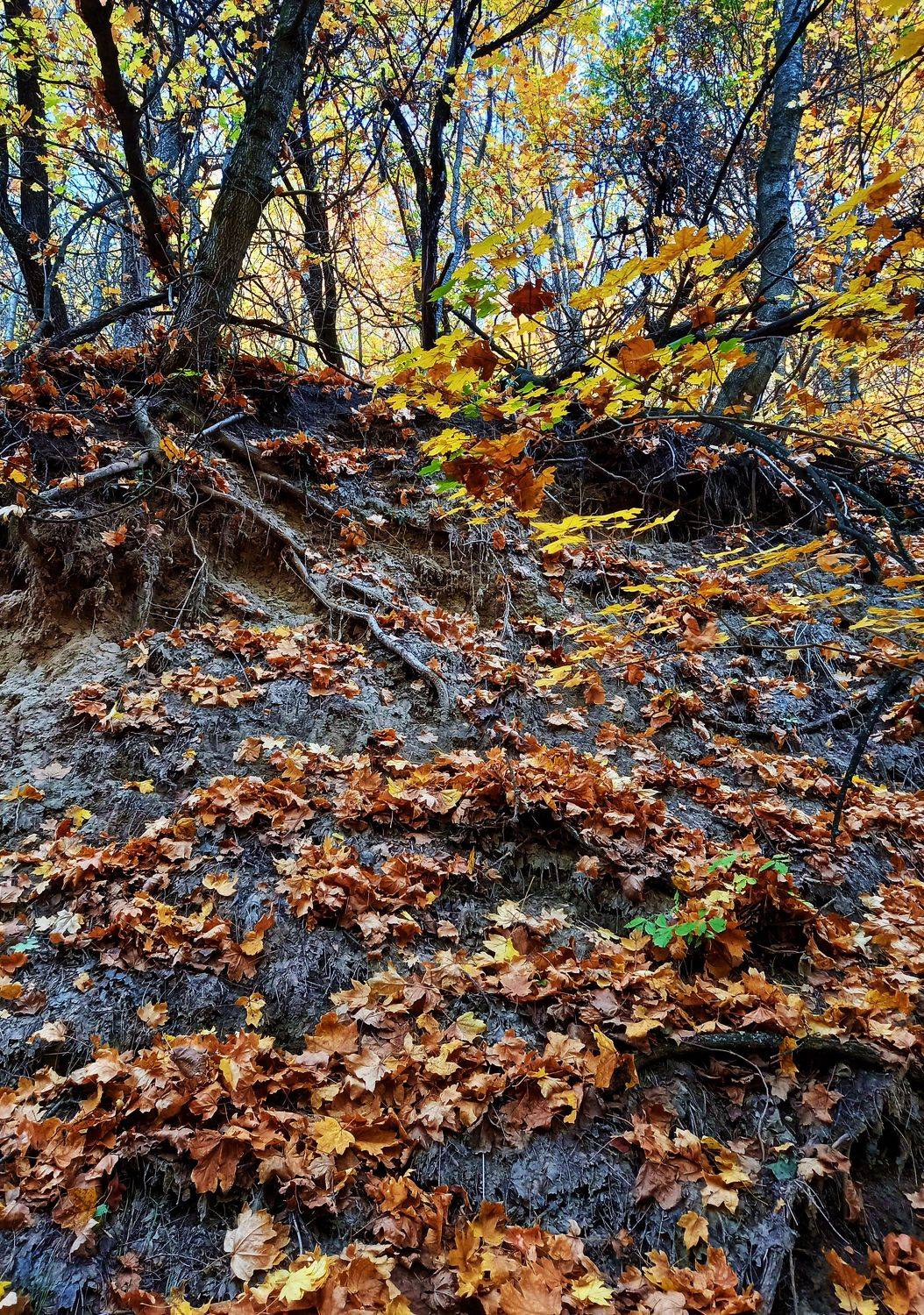 Photo #9682981