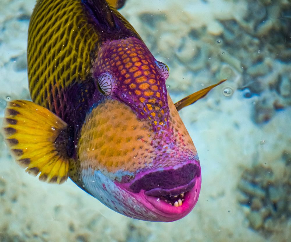 Photograph by Arindam Banerjee