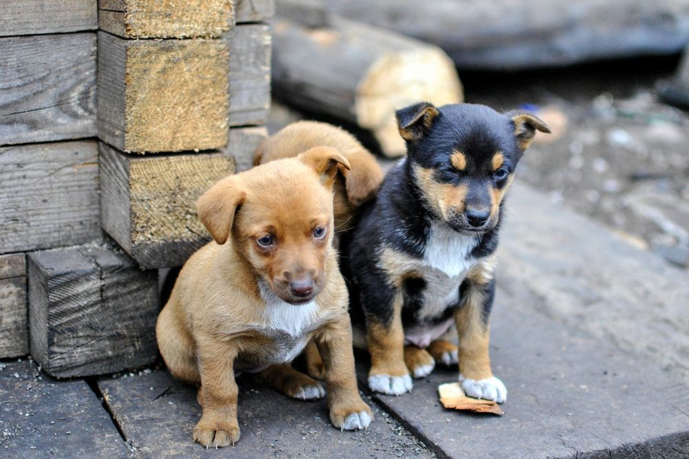 Photograph by Людмила Прибылова