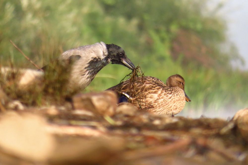 Photograph by Владимир Крылов