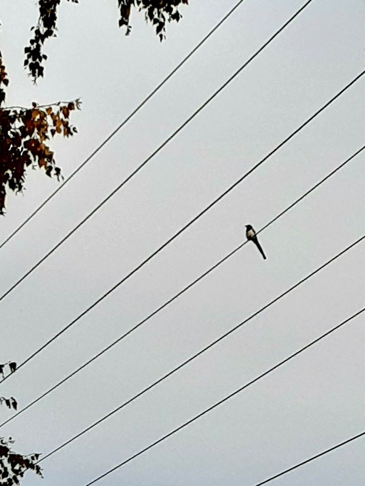 Фотография автора Наталья Шендяпина