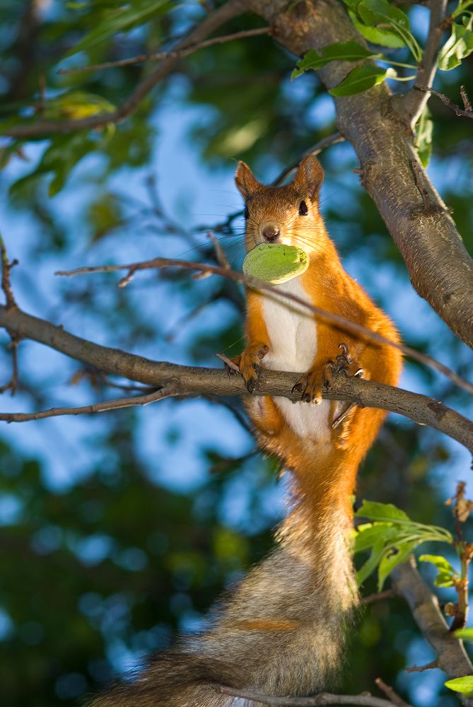 Photograph by Елена Нижегородцева