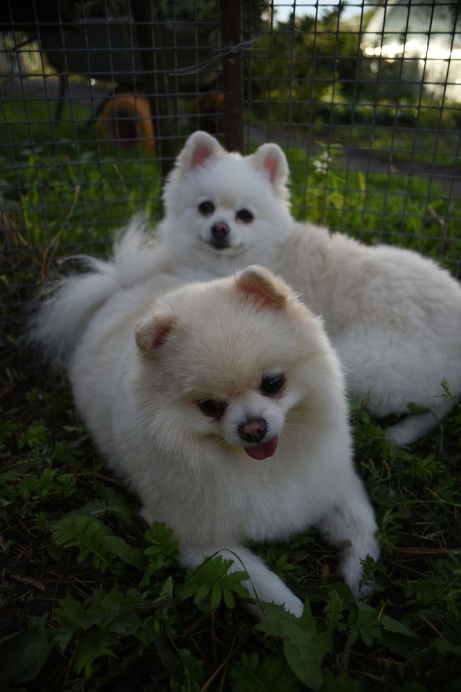 Photograph by Дмитрий Опаленов