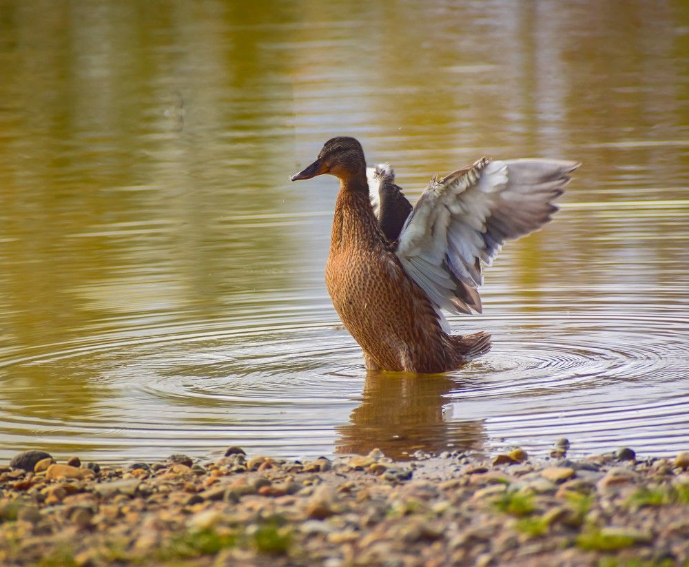 Порезвимся на солнышке