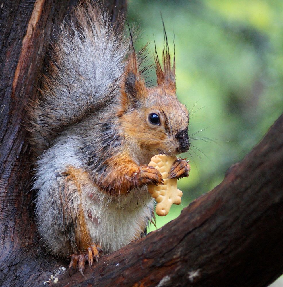 Photograph by Наталья Степаненко