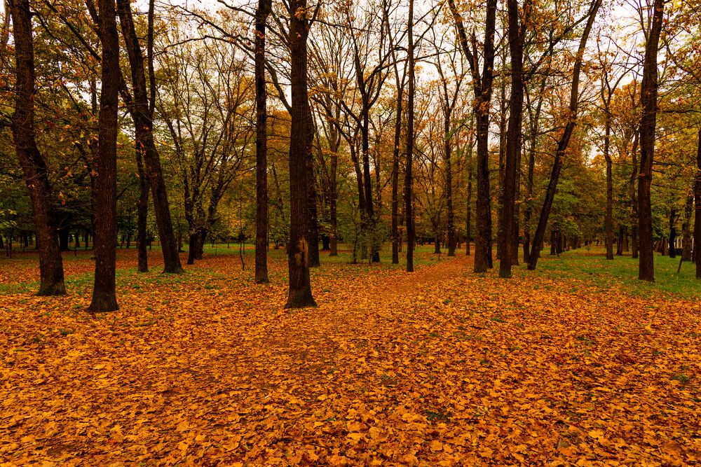 Фотография автора Дмитрий Referee