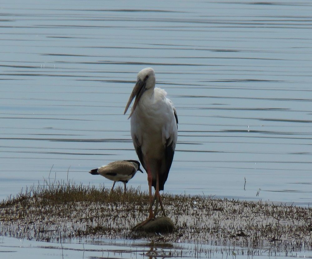 Painted stor in morning sunlight, as juvenile walks way in the background