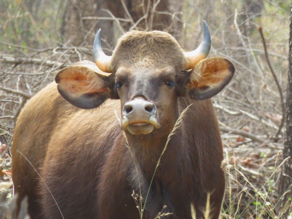 Nice pose by a gaur