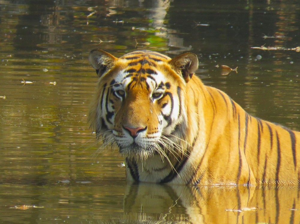 Male tiger amidst waterhole, 1 late morning
