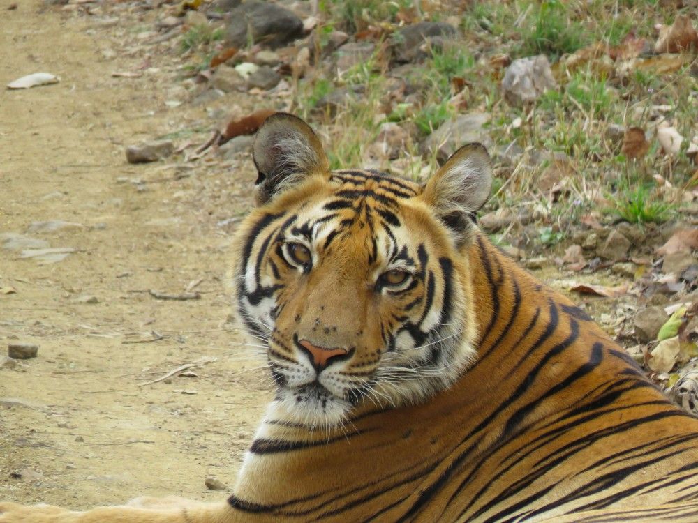 Tigress looks on from close range