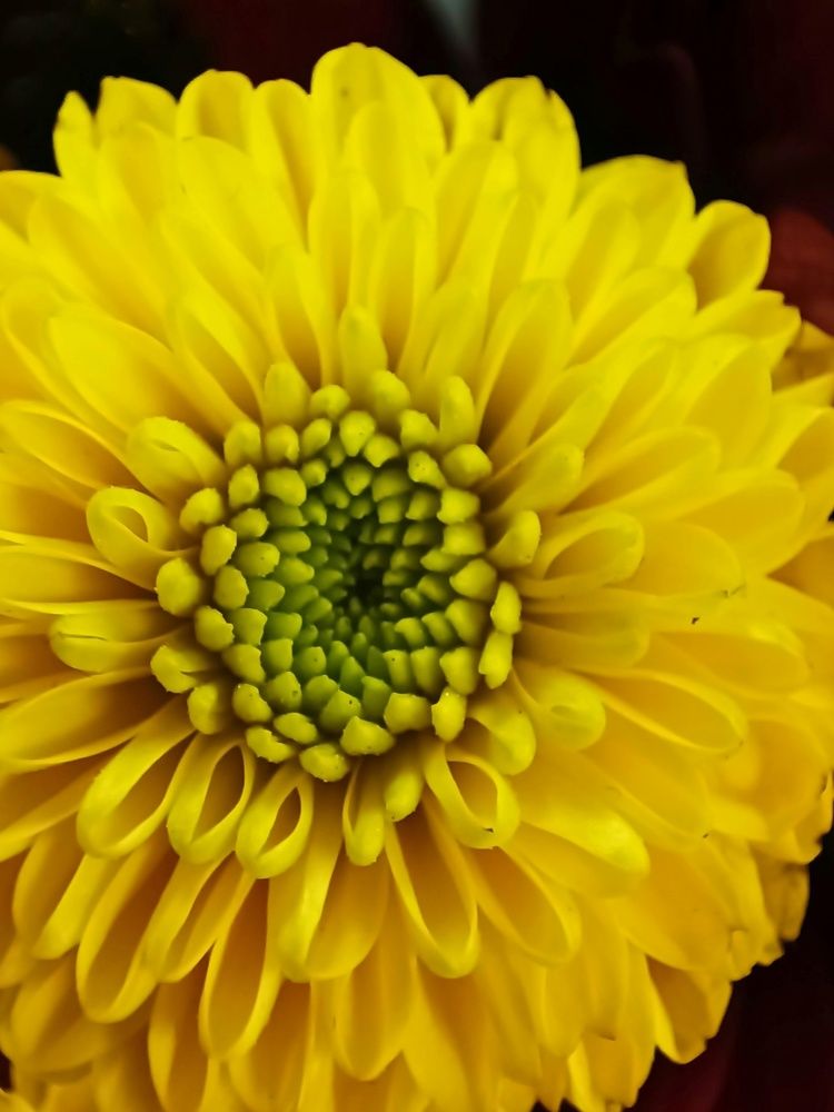 Photograph by Елена