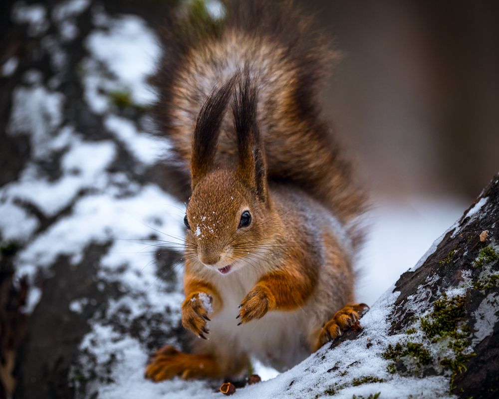 Photograph by Сергей Алексеев