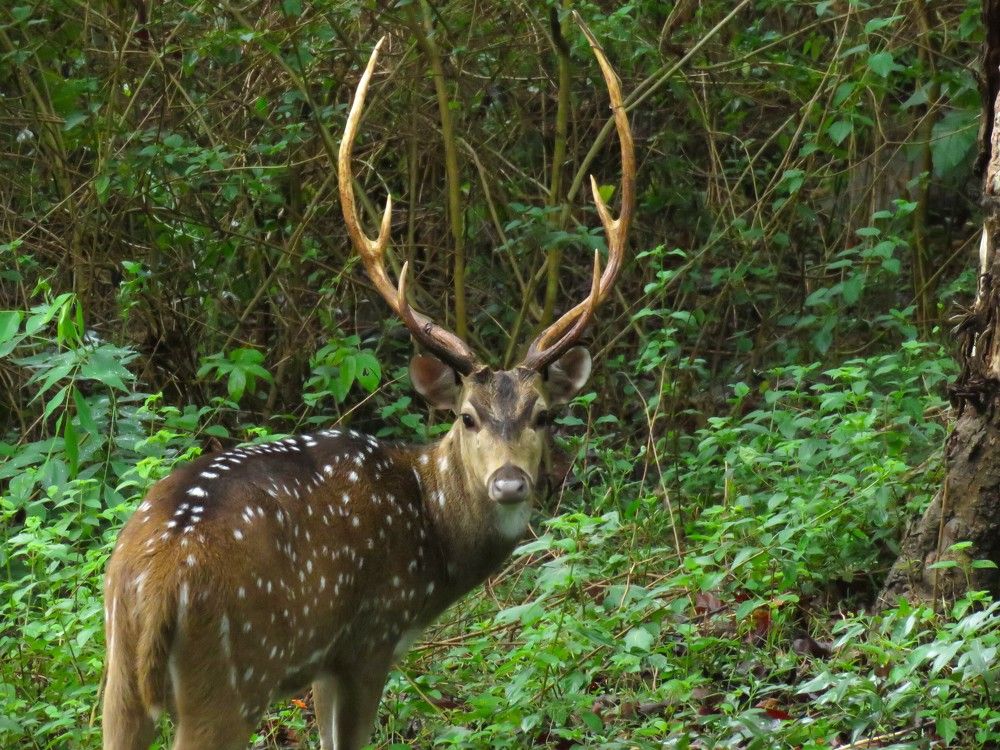 Male spotted deer looking on