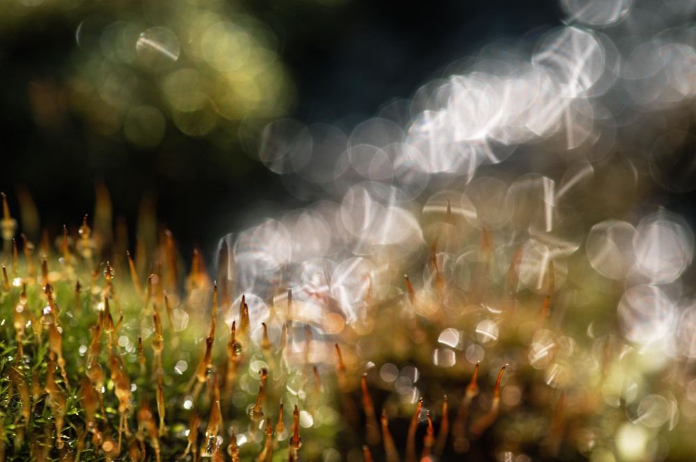 Photograph by Светлана Андреева