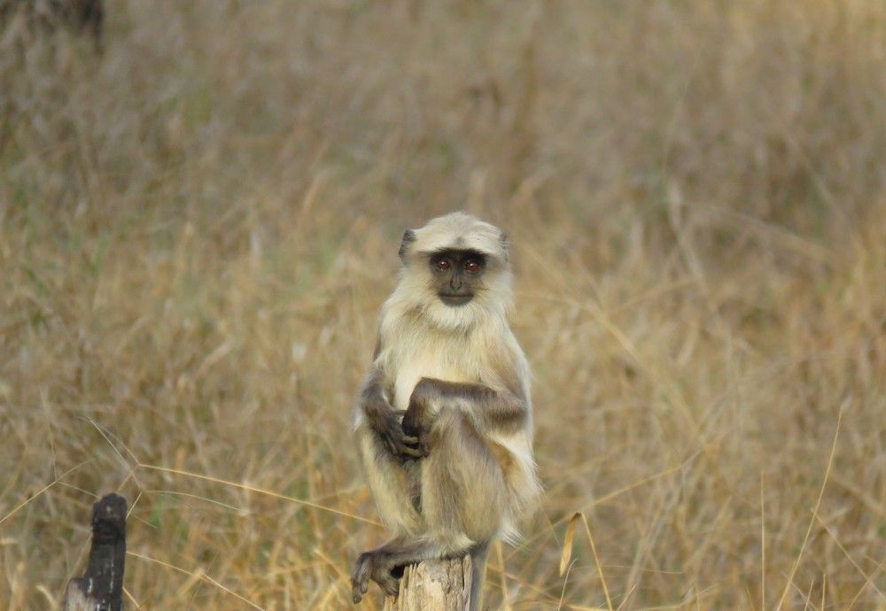 Young langur sits quietly, watching