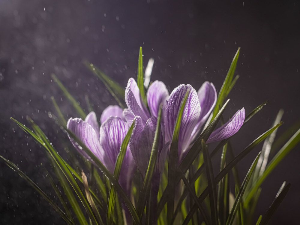 Photograph by  Анастасия Тимарг