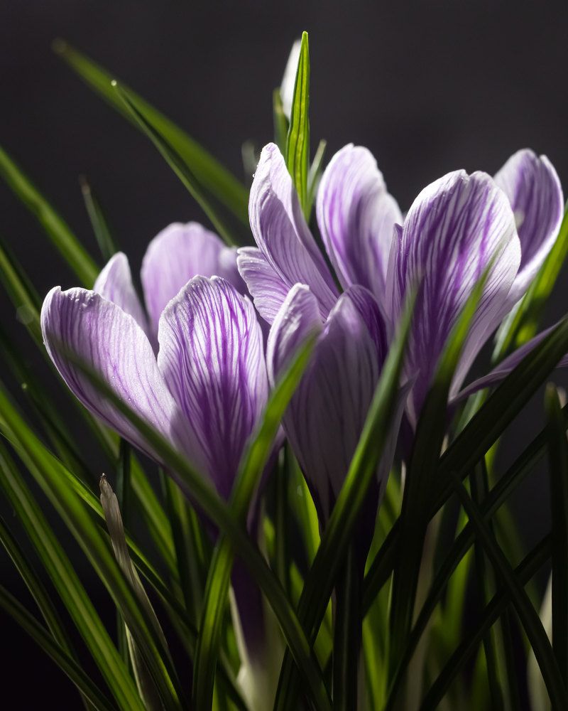 Photograph by  Анастасия Тимарг