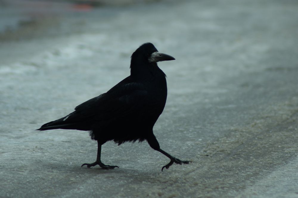 Фотография автора Алёна Подгорная