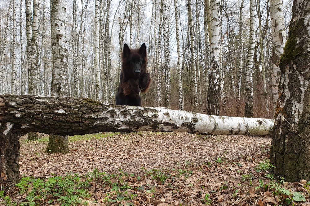 Фотография автора Надежда Лисицына