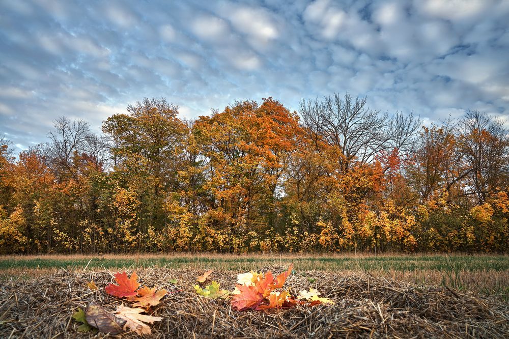 Осенние Липецкие закаты