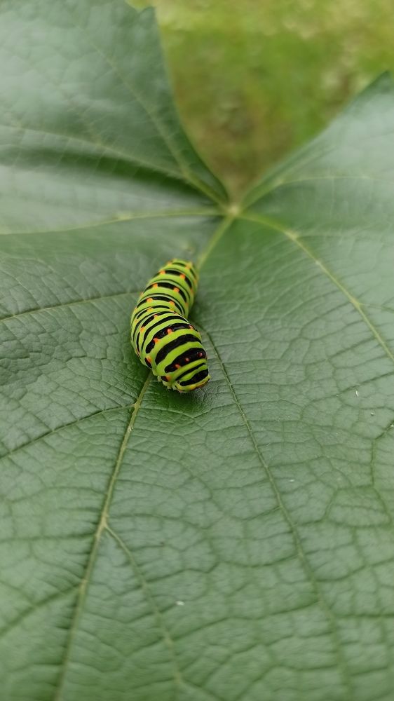 Фотография автора Алёна Подгорная