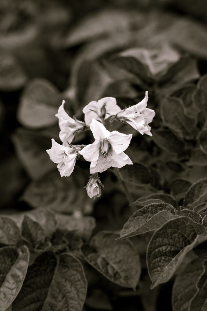 Photograph by Сергей Аникушин