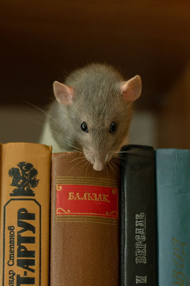 Фотография автора Алёна Подгорная