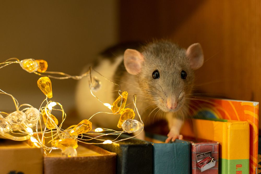 Фотография автора Алёна Подгорная