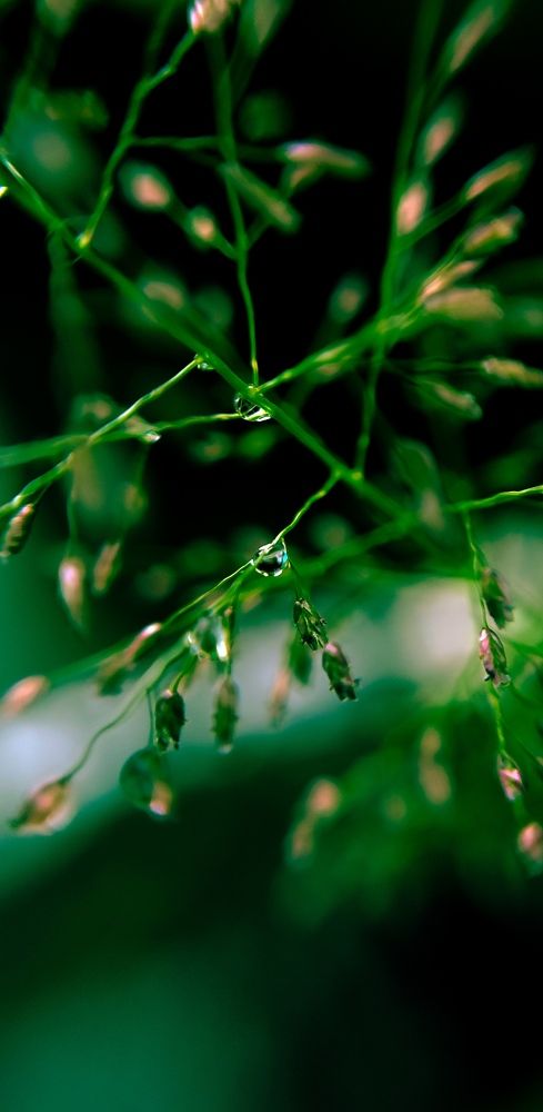 Macro droplets on plant