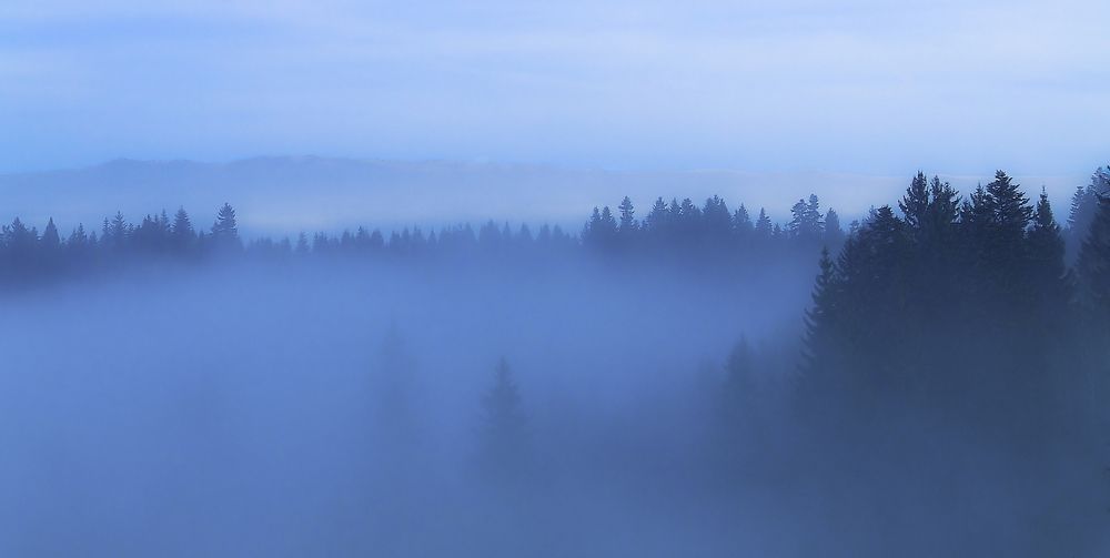 Absolute fog in the Carpathians