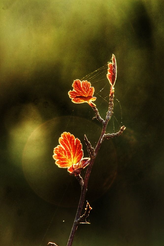 Photograph by Ирина Регинская