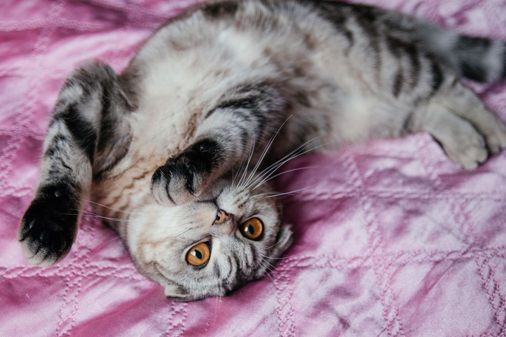 Photograph by Виктория Алиева