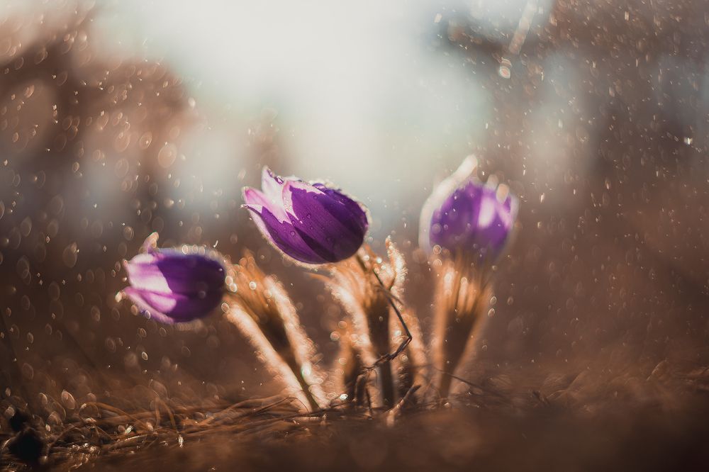 Photograph by Портных Дмитрий