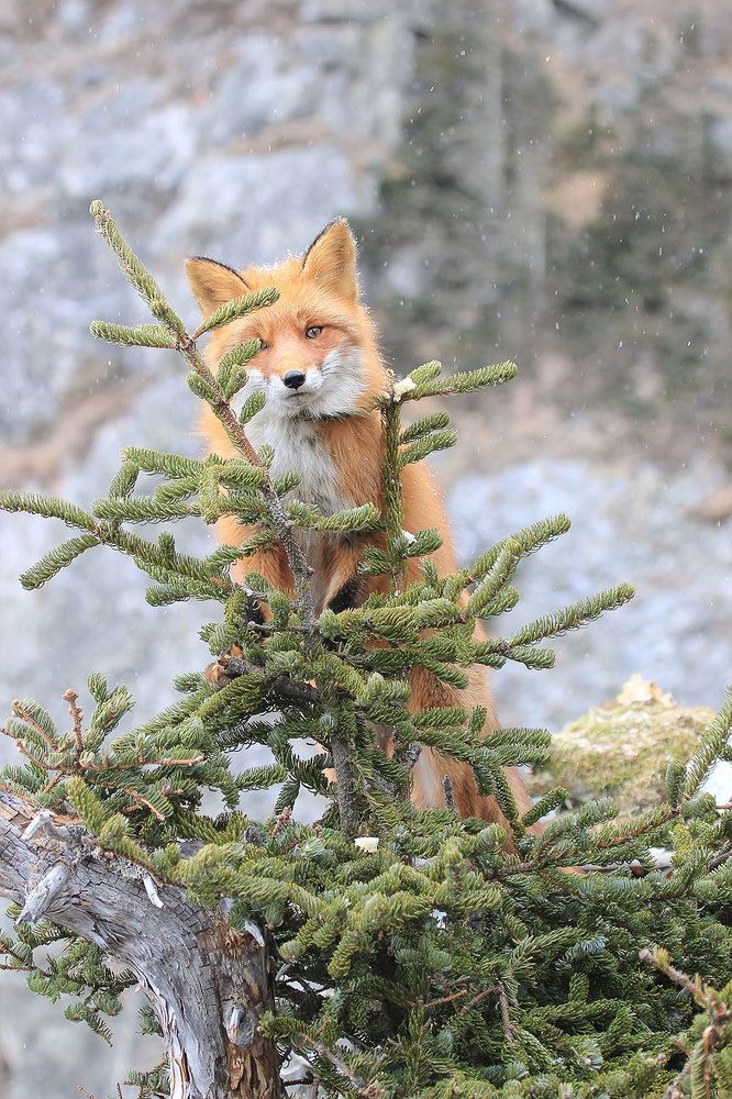 Photograph by Валерий Платонов