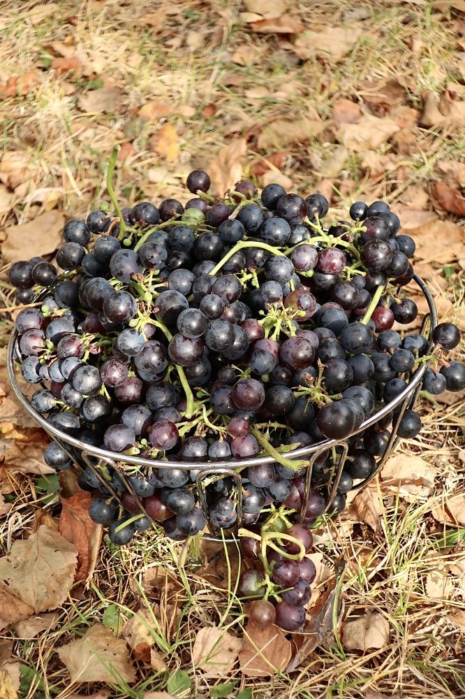 Photograph by Надежда