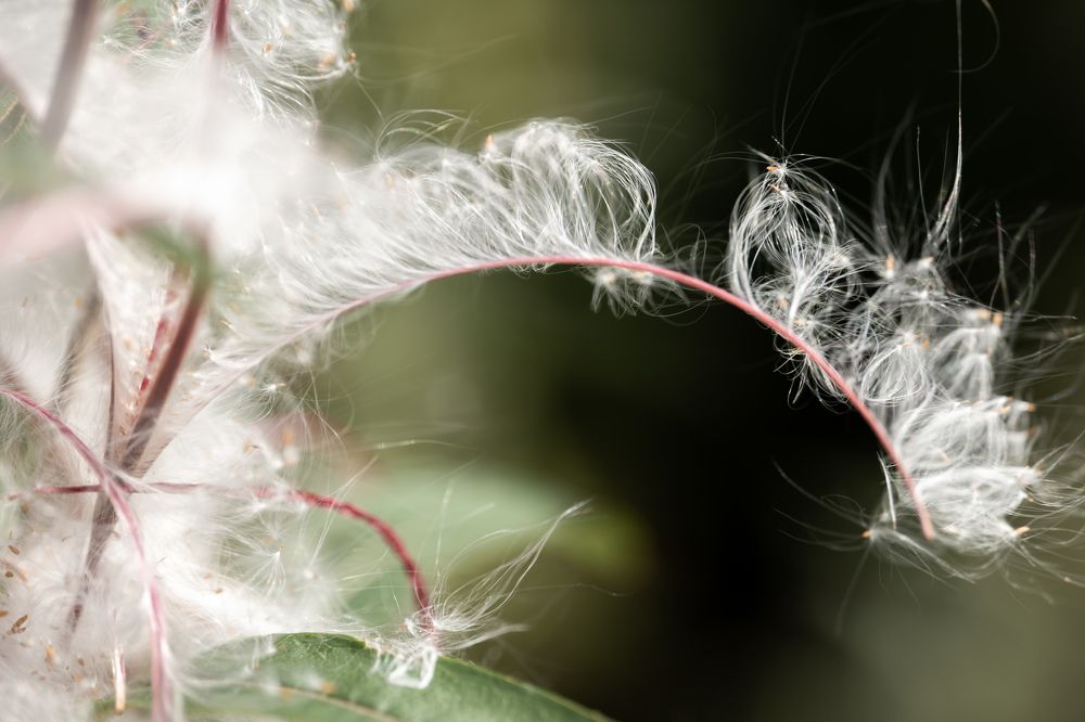 Photograph by Alexandre de Pommereau